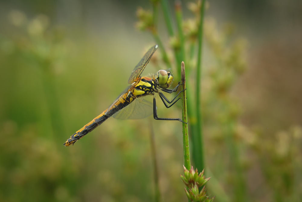 SympetrulDanae Female