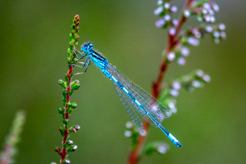 Coenagrion scitulum