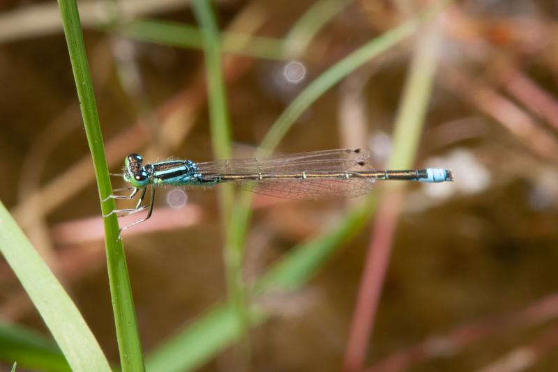 Ischnura pumilio